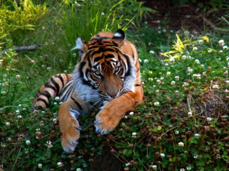tigre